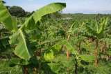 Alerta en bananeros de La Guajira ante posible presencia de plaga en cultivos