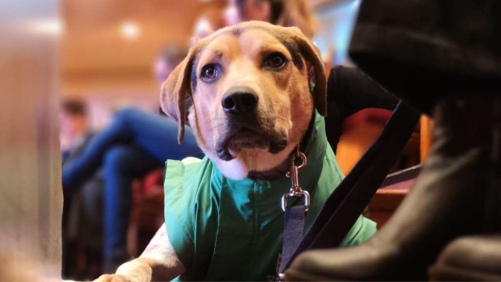 De manera virtual, del 25 al 28 de febrero, se dará la formación en protección animal en Bogotá.