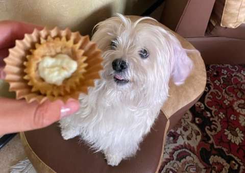 Kany Pet, un emprendimiento de comida natural para su mascota
