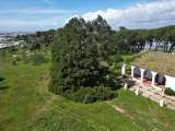 La caída del árbol de “Platero y yo”: la aventura de un rebuzno en la era digital