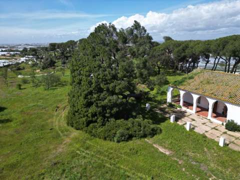 La caída del árbol de “Platero y yo”: la aventura de un rebuzno en la era digital