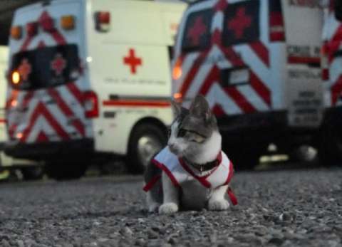 Urgencio, el gatito que vivía en la calle y ahora es “voluntario” de la Cruz Roja