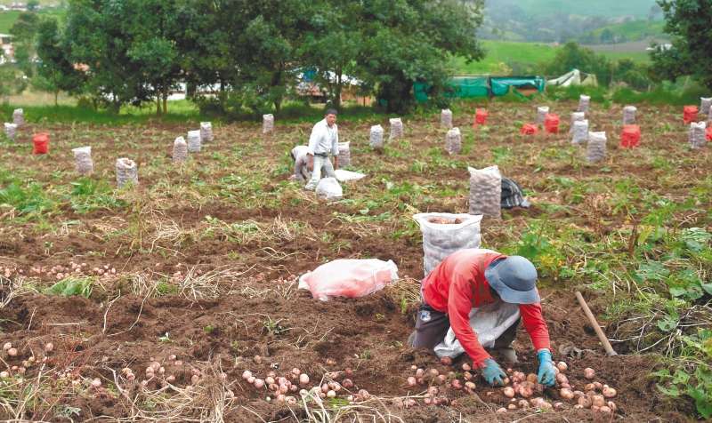 El cierre de canales como hoteles y restaurantes afectó las ventas del sector agropecuario.