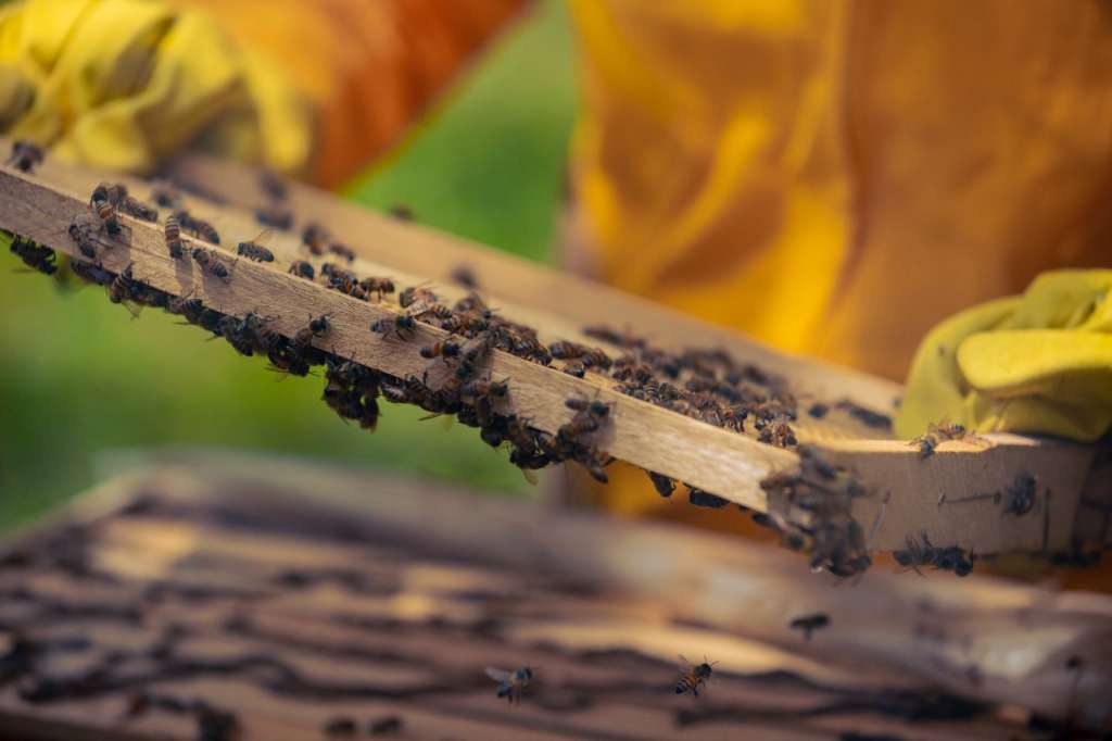 Las abejas son las encargadas de polinizar gran parte de la vida en la tierra.
