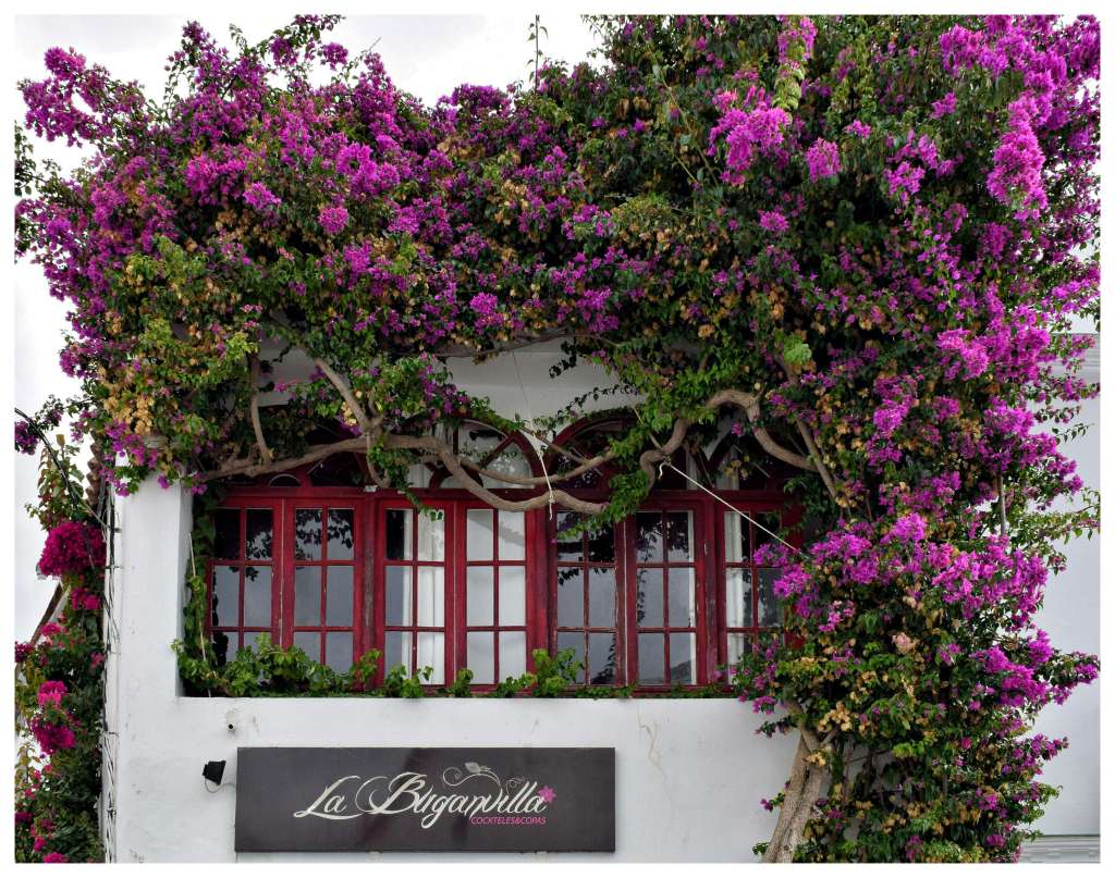 El género Bougainvillea, conocido como buganvilla o veranera, agrupa plantas ornamentales trepadoras originarias de América del Sur, muy valoradas por sus coloridas brácteas que rodean pequeñas flores blancas. Pueden crecer como arbustos o enredaderas de hasta 12 metros y se adaptan bien a climas tropicales y subtropicales. Son resistentes a la sequía y de fácil mantenimiento, siempre que reciban abundante sol, riego moderado y suelos bien drenados; además, requieren poda y soporte para guiar su crecimiento, y protección frente a heladas y plagas para mantener su floración intensa.