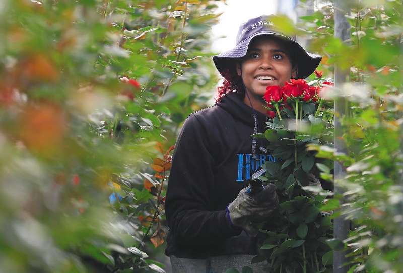 ACOMPAÑA CRÓNICA: COLOMBIA SAN VELNTÍN - AME8405. CHÍA (COLOMBIA), 12/02/2024.- Una mujer trabaja en la recolección de rosas el 31 de enero de 2024, en la hacienda Mongibello en Chía, Cundinamarca (Colombia). De los 700 millones de rosas que Colombia envía cada año a floristerías de todo el mundo por San Valentín, nuevas variedades han nacido de mezclas que resultan en colores morados, rosados o anaranjados, todos ellos especiales y únicos en el mundo. Las variedades de rosas colombianas que se exportan para ser regaladas en Estados Unidos, Japón, Canadá, Reino Unido o España, entre otros países, tienen derechos de propiedad intelectual a nombre de los creadores originales de las variedades, a los que la industria llama 'breeders' (criadores). EFE/ Carlos Ortega
