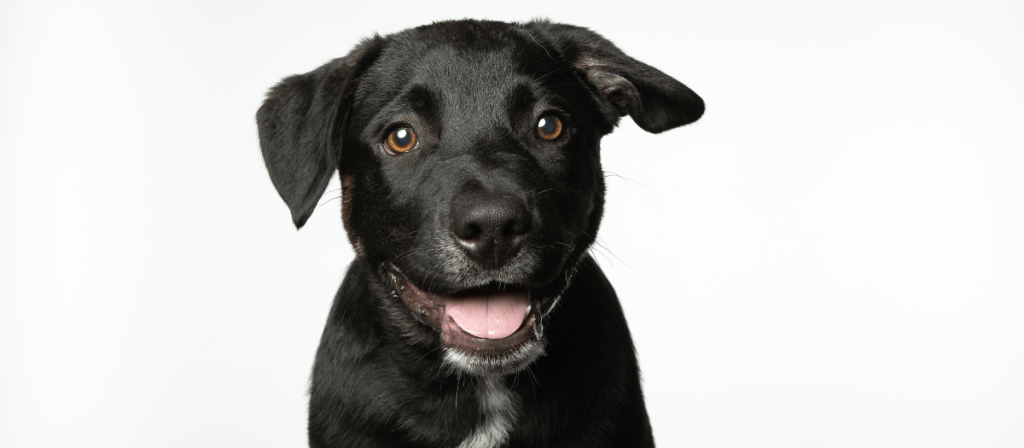 Razas de perros medianos: estas son las 4 más populares