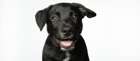 Uruguay superó los 100.000 animales de compañía identificados con microchip
