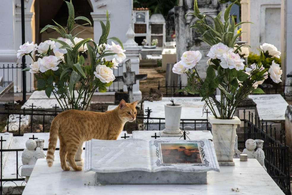 El número de gatos empezó a aumentar y con él, los mitos sobre una supuesta "brujería" y "pactos con el diablo". / AFP