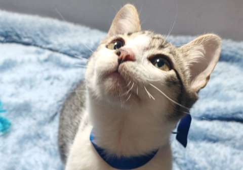 Buscan 50 voluntarios en Bogotá para consentir y fotografiar animales en adopción