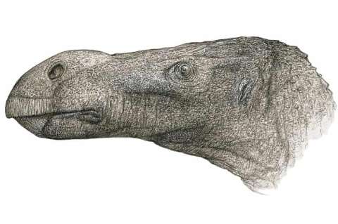 Encuentran una nueva especie de dinosaurio con una nariz extremadamente grande