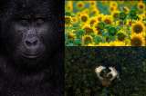 Fotógrafo de Vida Silvestre: estos son los ganadores de la edición 2021