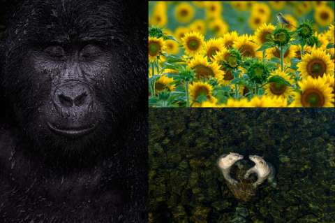Fotógrafo de Vida Silvestre: estos son los ganadores de la edición 2021