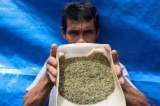 El kratom, ¿droga o medicamento milagroso?