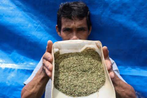El kratom, ¿droga o medicamento milagroso?