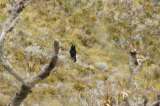 Un oso en el paisaje