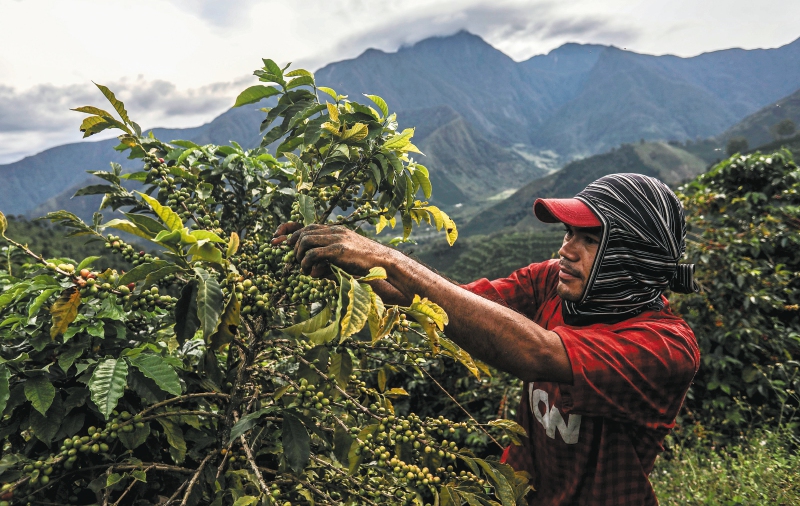 Un recolector de café recoge café en las montañas cerca de Ciudad Bolívar, departamento de Antioquia, Colombia, el 18 de octubre de 2017.