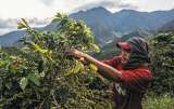 Así es el plan nacional de fertilización para los cafeteros: ¿de cuánto será el beneficio?