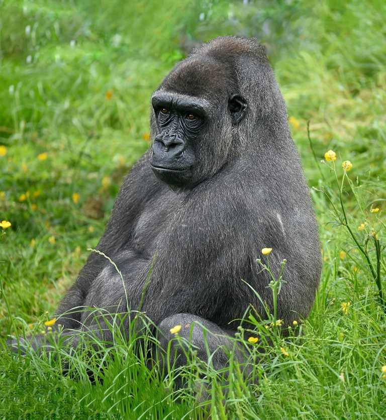 Los primates empezaron a masturbarse hace 40 millones de años, ¿para qué?