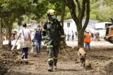 Las acciones para atender a los animales afectados por el derrumbe en Pereira