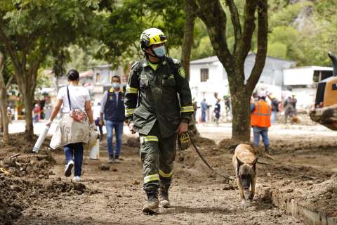 Las acciones para atender a los animales afectados por el derrumbe en Pereira