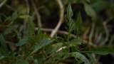 ¿Cómo cuidar de forma efectiva su jardín si aparecen plagas o enfermedades?