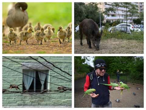 Con los humanos encerrados, ¿los animales son más felices?