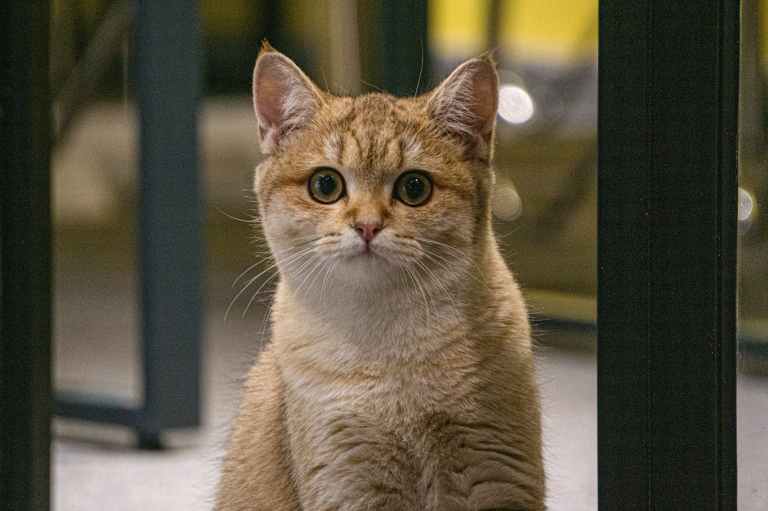 ¿Qué curiosidades tienen los gatos? Estos son cinco datos para amantes de felinos
