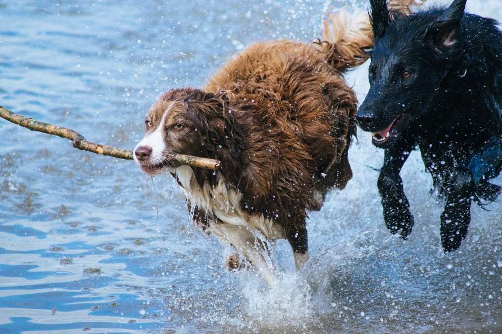 En cerca de 170 viajes los perros se detuvieron antes de regresar y correr unos 20 metros a lo largo de un eje norte-sur.