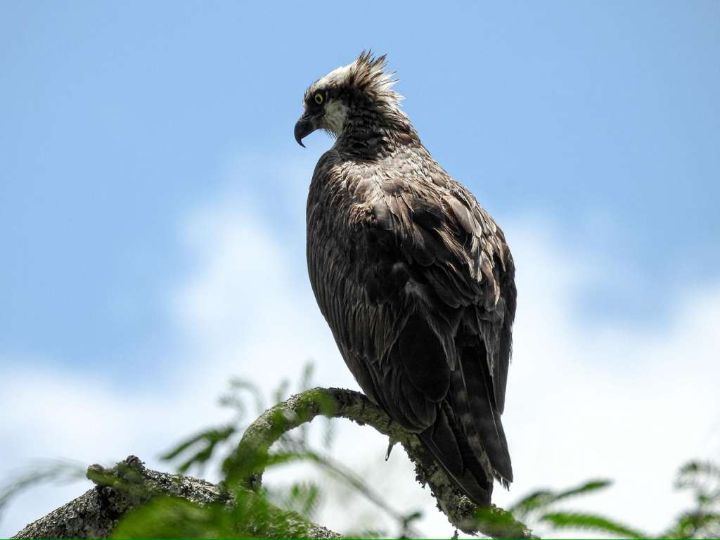 Nombre común: Pava Caucana
Nombre científico: Penelope persoicax
Foto tomada vía al santuario de fauna y flora otun Quimbaya - Pereira
