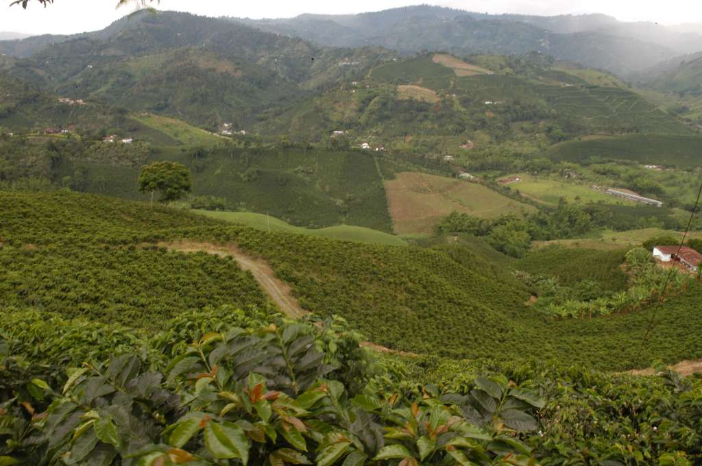 Eje cafetero