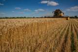 “Inaceptable”: UE sobre prohibición en Polonia y Hungría a cereales de Ucrania