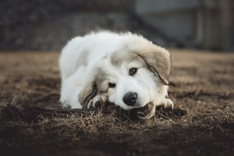 ¿Por qué los perros comen pasto?