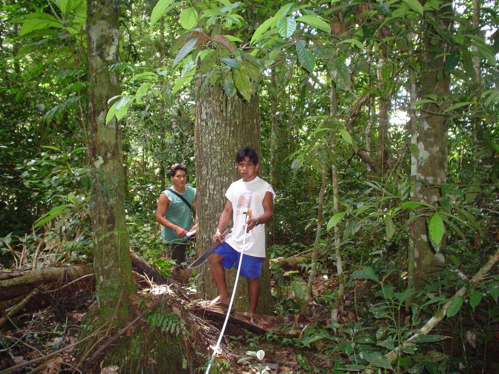 Perú: las castañas en la Reserva Nacional TambopataRecolectores de castaña en Madre de Dios, Perú.Foto: Marco Pastor.Como ha sucedido en otros países de América Latina, durante décadas las políticas forestales de Perú ignoraron la posibilidad de que las comunidades realizaran un manejo de los bosques a largo plazo.