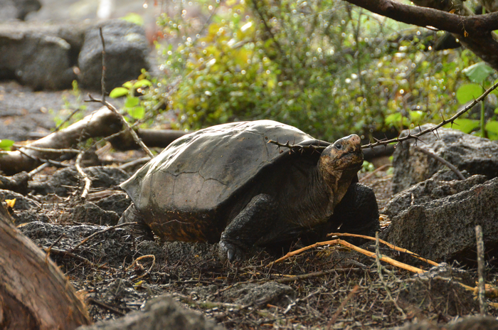 Investigadores confirmaron su identidad después de comparar su información genética con el espécimen del museo de 1906. Foto: Cortesía de Galápagos Conservancy