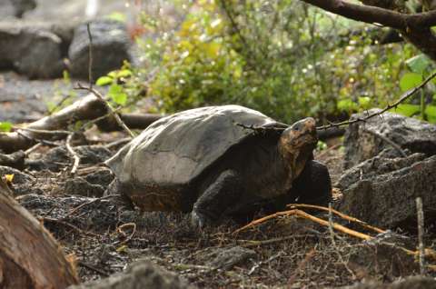 Las tortugas desafían teorías sobre cómo funciona el envejecimiento