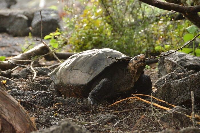Las tortugas desafían teorías sobre cómo funciona el envejecimiento