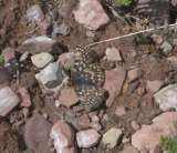 La última superviviente conocida de esta rara mariposa murió en un zoológico de Albuquerque