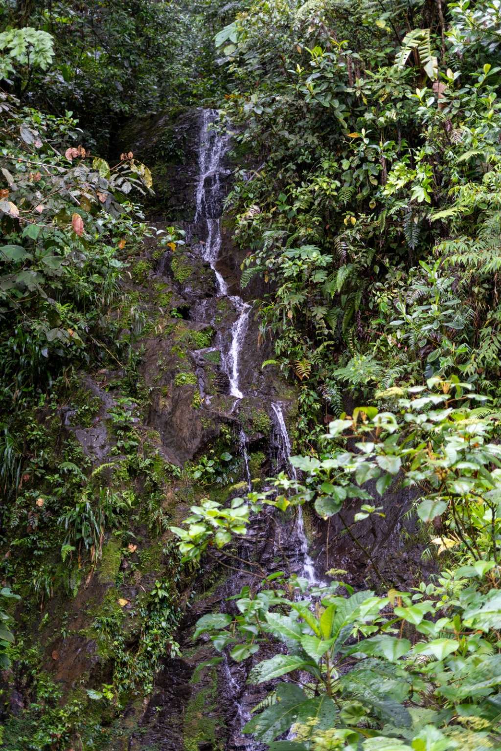 Colombia tiene un nuevo parque natural regional en Chocó: Las Tángaras