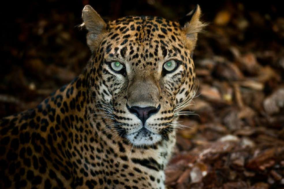 A lo largo de un periodo de 10 días, los mamíferos que habitan zonas de impronta humana relativamente alta solo cubren de la mitad a un tercio de la distancia recorrida por mamíferos que viven en paisajes más naturales. / Olmo1981, tomado de Agencia Sinc.