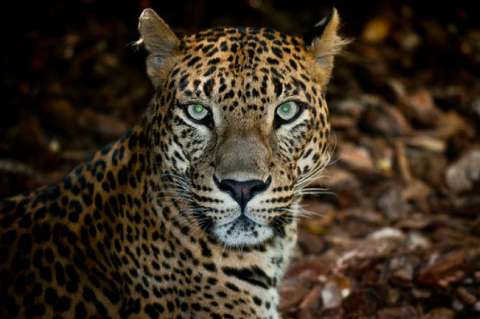 Los mamíferos se mueven menos en lugares humanizados
