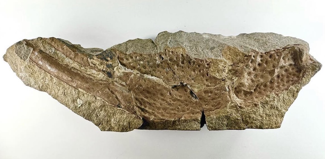 Fósil de la pinza del escorpión Praearcturus gigas.