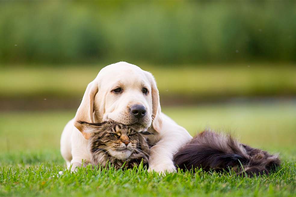 Foto: iStock.