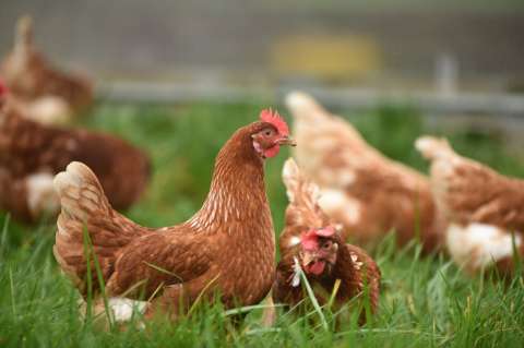 ¿Cuál es el ciclo de vida de una gallina?