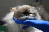 Video: Encuentran gata desnutrida y sin pelo en venta de mascotas en Bogotá