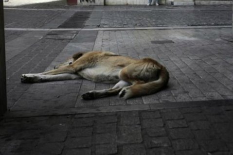 Gobierno debe decir si es o no partidario de ley que aumenta penas por maltrato animal