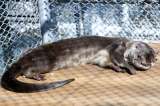 Rescataron en Cali a nutria que no podrá volver a su hábitat por domesticación