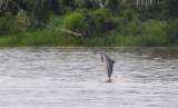 Día Internacional de los delfines de río: sus poblaciones disminuyen en A. Latina