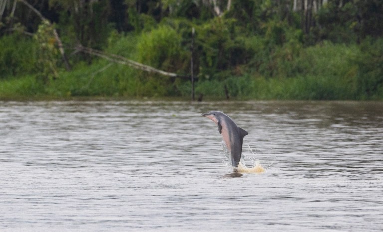 Día Internacional de los delfines de río: sus poblaciones disminuyen en A. Latina