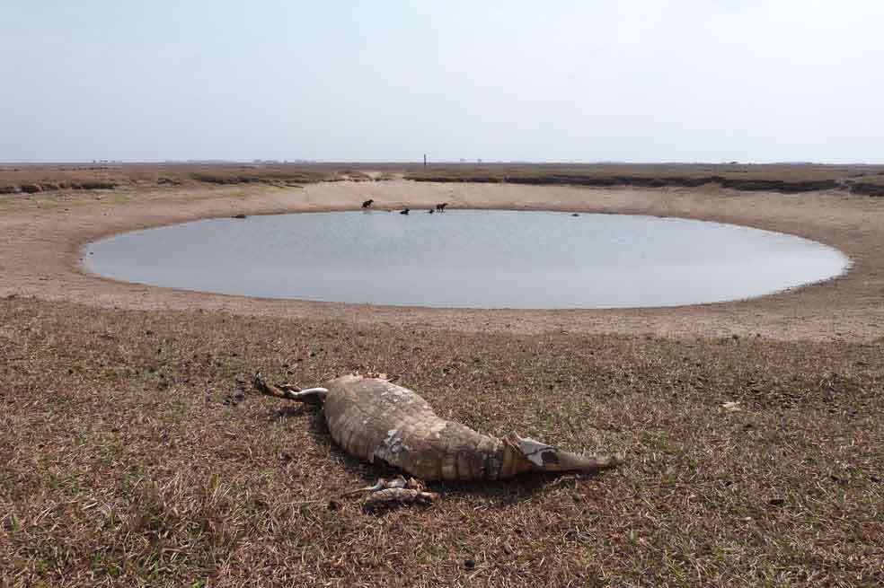 Cientos de animales han muerto por no tener agua para subsistir.